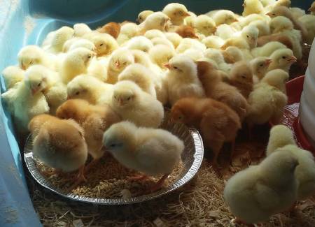 Beef farmers in New Liskeard