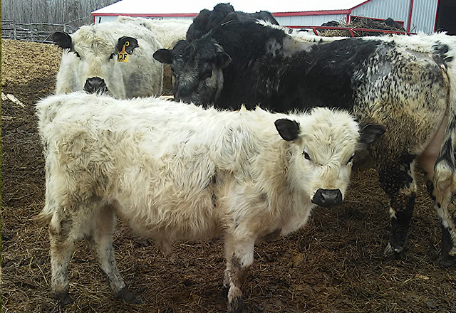 Beef farmers in Charlton Ontario