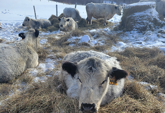 Beef farmers in Charlton Ontario
