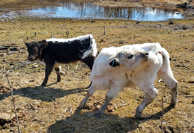 Speckle Park Beef breeders