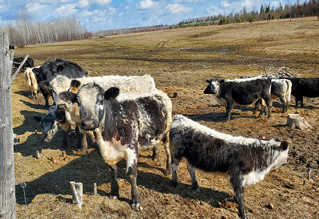 Speckle Park and Commercial Beef breeder