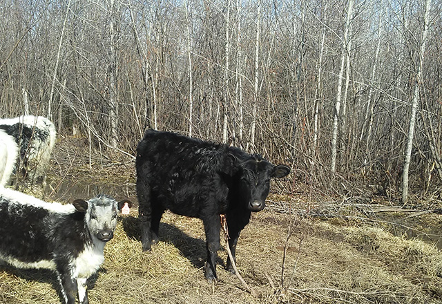 selling fresh beef and eggs